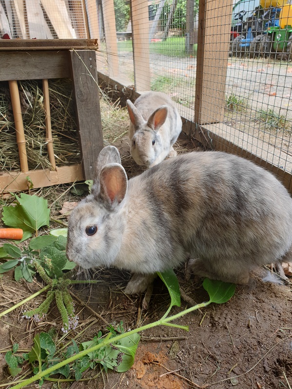 zwei Kaninchen