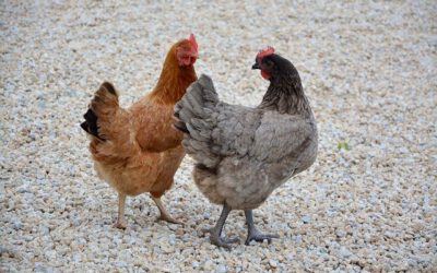 Rosa geht spazieren – eine Geschichte für Kinder