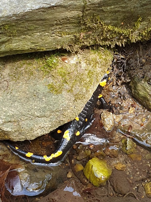 Feuersalamander unter einem Stein am Bach