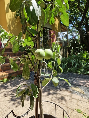 Junges Apfelbäumchen